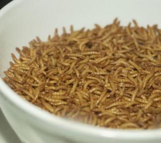 Mealworms (larvae of Tenebrio molitor) in a bowl